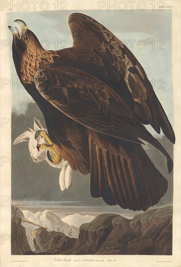 Golden Eagle, 1833.