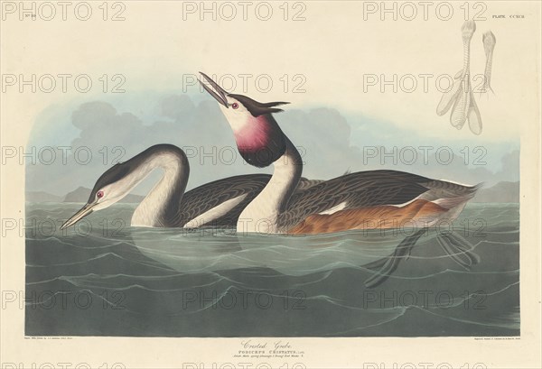 Crested Grebe, 1836.