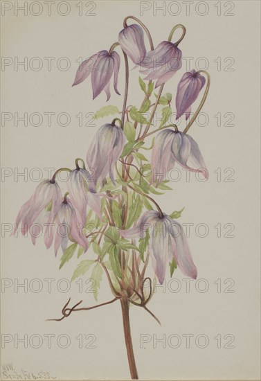 Jicarilla (Clematis pseudoalpina), 1933.