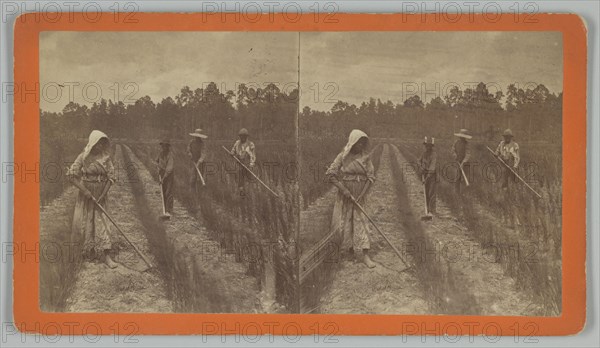 Hoeing Rice, 1876-1888. Creator: O. Pierre Havens.