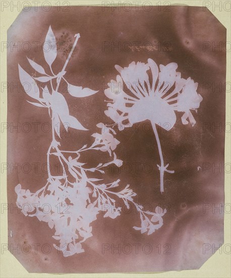 Two Plant Specimens, 1839. Creator: William Henry Fox Talbot.