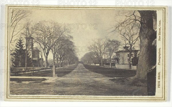 Hillhouse Avenue, 19th century.  Creator: Peck Brothers.