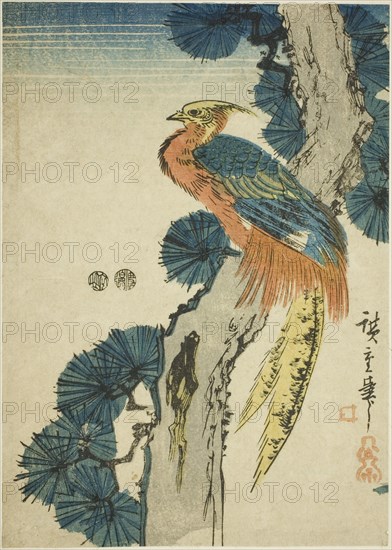 Pheasant and pine tree, c. 1847/52.