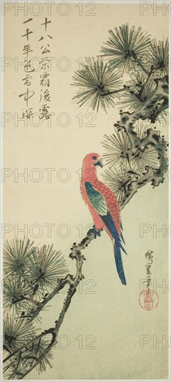 Macaw on a pine branch, c. 1835.