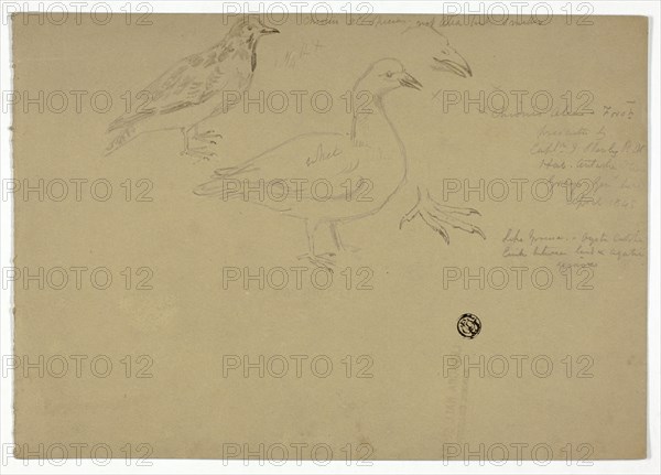 Sketches of Birds, c. 1888.