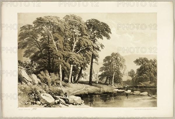 Black Poplar, from The Park and the Forest, 1841.