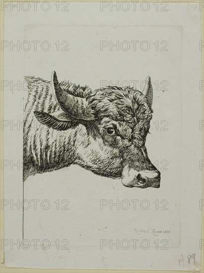 Head of a Buffalo, from Die Zweite Thierfolge, 1800. Creator: Johann Christian Reinhart.