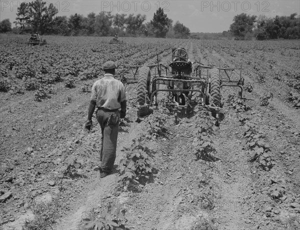 Tractor operator on the Aldridge Plantation near Leland Mississippi, 1937. Creator: Dorothea Lange.