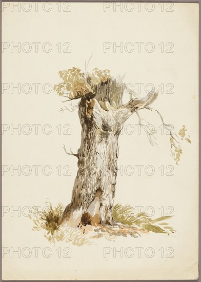 Tree Trunk I, n.d. Creators: Unknown, William Callow.