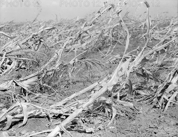 Corn, dried up and lying in the field, between Dallas and Waco, Texas, 1936. Creator: Dorothea Lange.