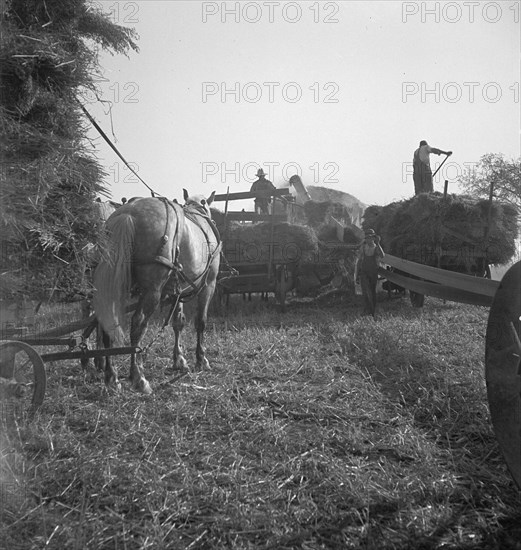 The threshing of oats, Clayton, Indiana, south of Indianapolis, 1936 Creator: Dorothea Lange.