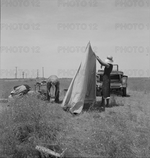 Migrant potato pickers pitching..., Near Shafter, California, 1937. Creator: Dorothea Lange.