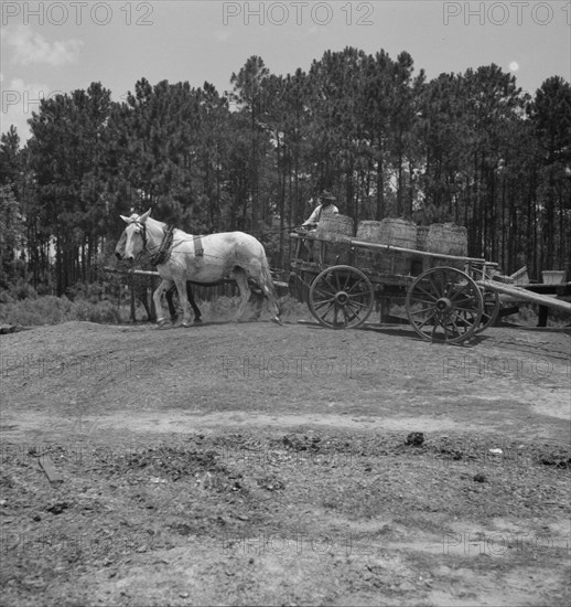 Hauling turpentine gum from the woods to the still near Homerville, Georgia, 1937. Creator: Dorothea Lange.