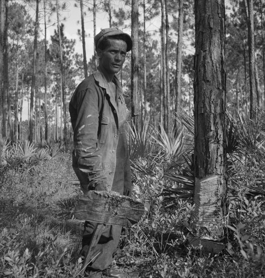 Turpentine "chipper" and slashed tree near Homerville, Georgia, 1937. Creator: Dorothea Lange.