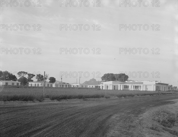 View of Resettlement Administration's part-time farms, Glendale, Arizona, 1937. Creator: Dorothea Lange.