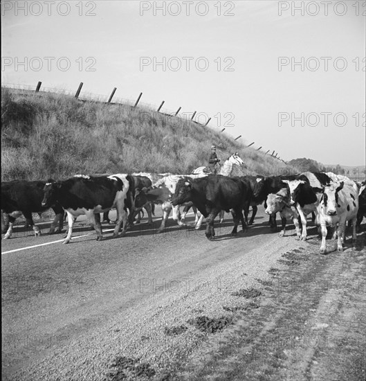 Bringing cattle in from the range, Contra Costa County, California, 1938. Creator: Dorothea Lange.