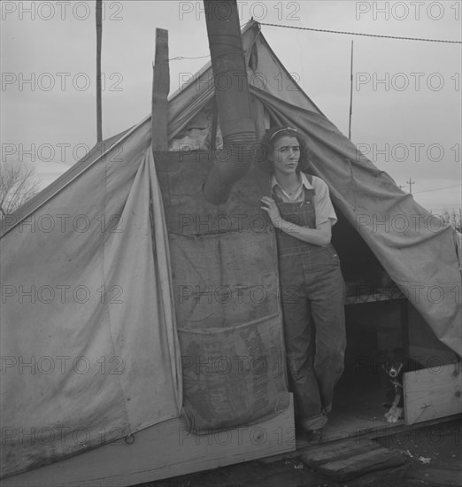 From Wyoming and Missouri eight years...working in lemons..., near Strathmore, CA, 1939. Creator: Dorothea Lange.