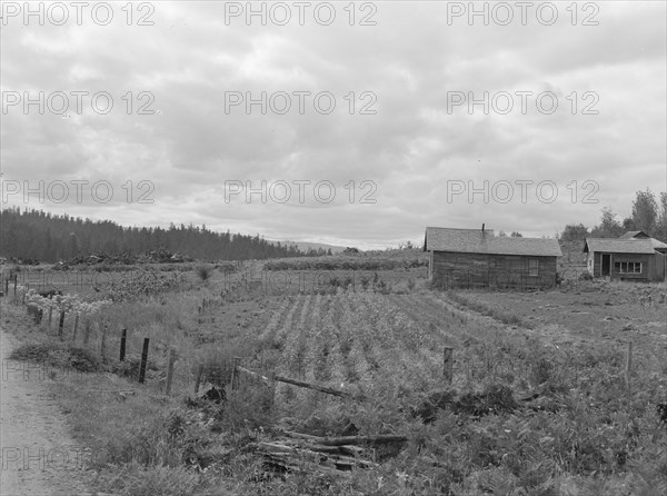 Stump farm seen from the road, Michigan Hill, Thurston County, 1939. Creator: Dorothea Lange.