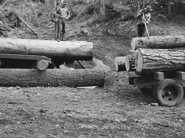 Members of Ola self-help sawmill co-op rolling white fir log..., Gem County, Idaho, 1939. Creator: Dorothea Lange.