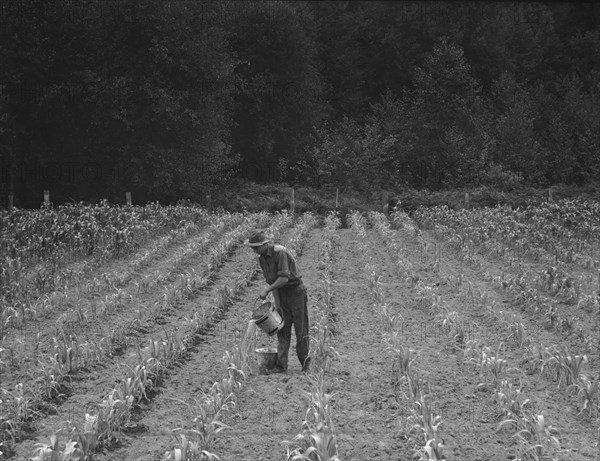 Western Washington, Grays Harbor County, northeast of Elma, 1939. Creator: Dorothea Lange.