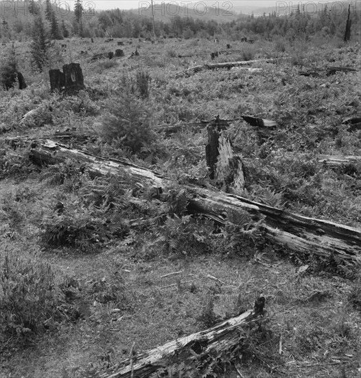 Land on the Arnold farm which they hope to clear next year, Michigan Hill, Thurston County, 1939. Creator: Dorothea Lange.