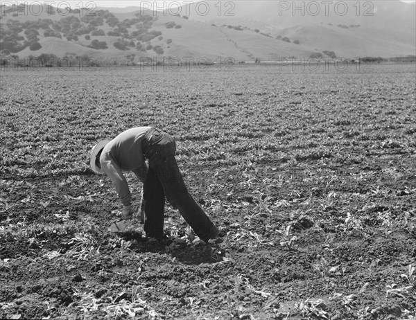 Spreckels sugar factory and sugar beet field, Monterey County, California, 1939. Creator: Dorothea Lange.