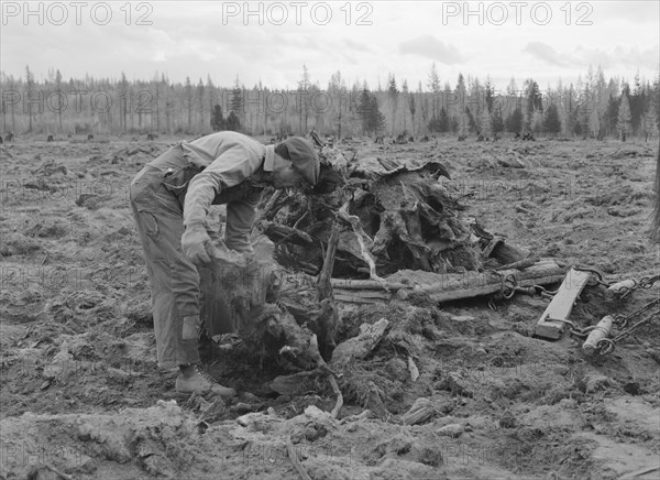 Ex-lumber mill worker clears eight-acre field after..., Boundary County, Idaho, 1939. Creator: Dorothea Lange.