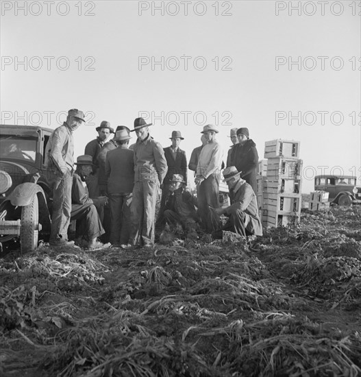 Migratory field workers at 5 a.m. waiting in the carrot field to hold a place to work, 1939. Creator: Dorothea Lange.