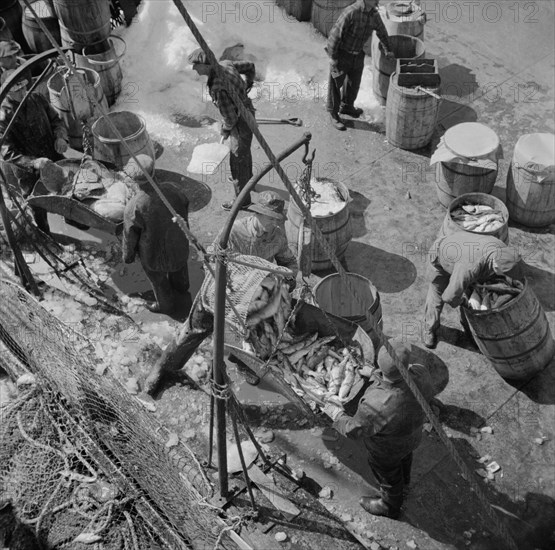 Fulton fish market dock stevedores unloading and weighing fish in the early morning, New York, 1943. Creator: Gordon Parks.