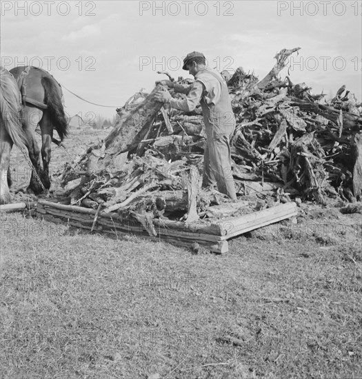 Ex-mill worker clears eight-acre field after bulldozer..., Boundary County, Idaho, 1939. Creator: Dorothea Lange.