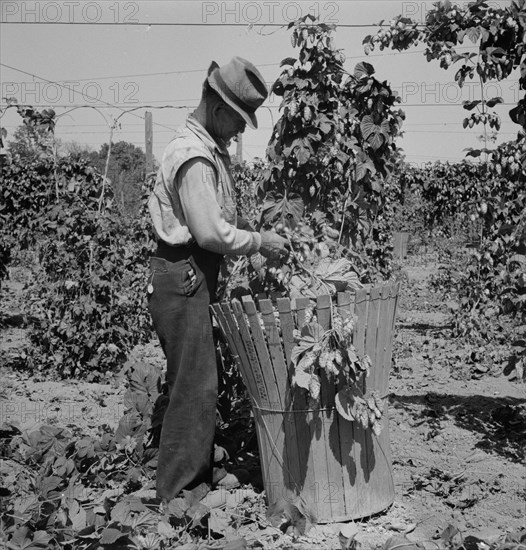 [Untitled, possibly related to: Migratory field workers in hop field. Near Independence, Oregon].