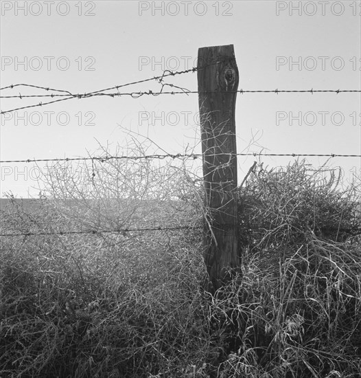 Russian thistle and barbed wire in Western wheat country. Umatilla County, Oregon.