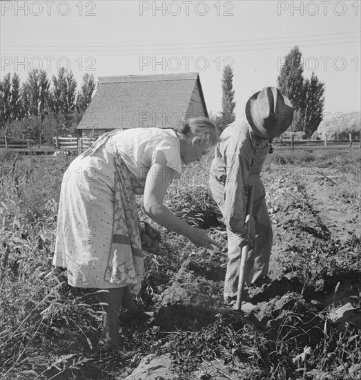 Couple digging their sweet potatoes in the fall. Irrigon, Morrow County, Oregon.