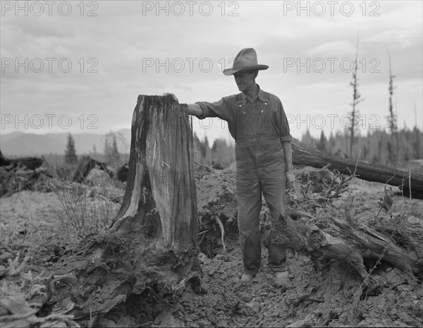 Shows stump on cut-over farm after blasting. Bonner County, Idaho.