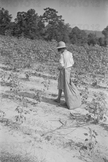 Lucille Burroughs picking cotton, Hale County, Alabama.