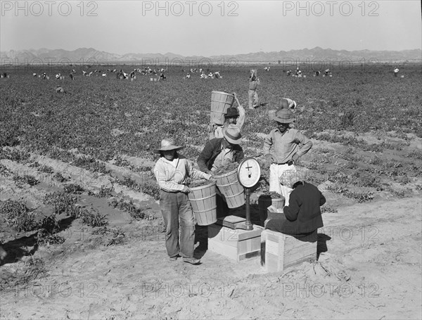 Open air food factory. Weighing in peas. California.