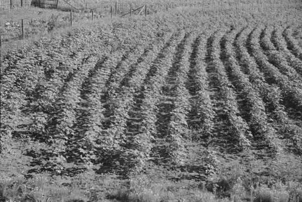 Bud Fields' garden, Hale County, Alabama.