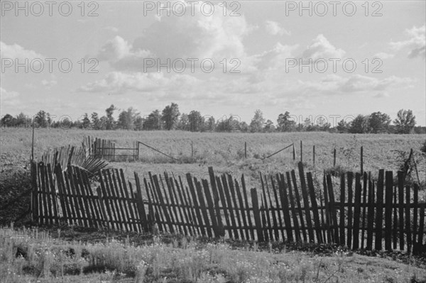 Bud Fields' garden, Hale County, Alabama.