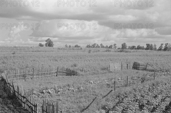 Bud Fields' garden, Hale County, Alabama.