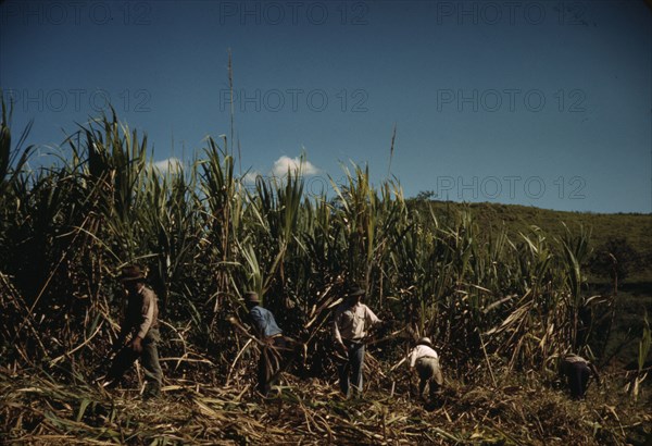 FSA farmers working in a sugar cane field, vicinity of Rio Piedras, Puerto Rico. , 1941. Creator: Jack Delano.