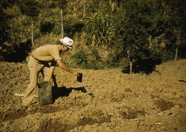 FSA borrower and member of Yauco tomato cooperative..., vicinity of Yauco, Puerto Rico, 1942. Creator: Jack Delano.