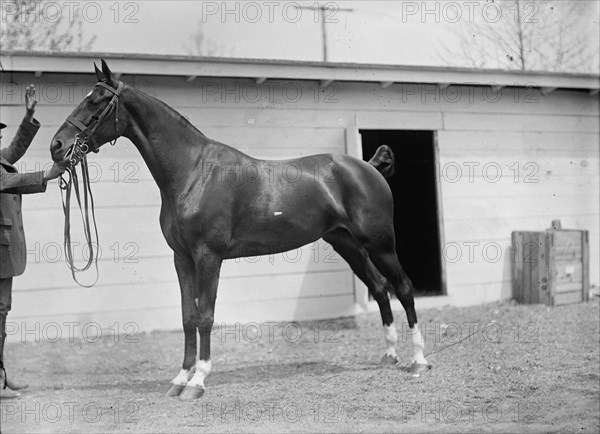 Horse Shows. Horses., 1911.