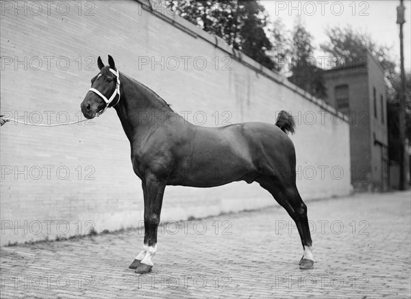 Horse Shows. Mclean Horses, 1912.