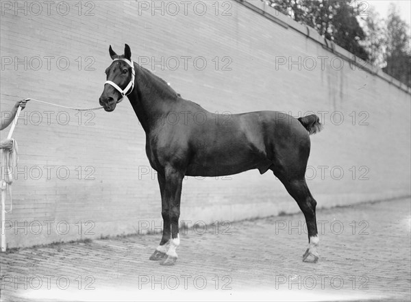 Horse Shows. Mclean Horses, 1912.