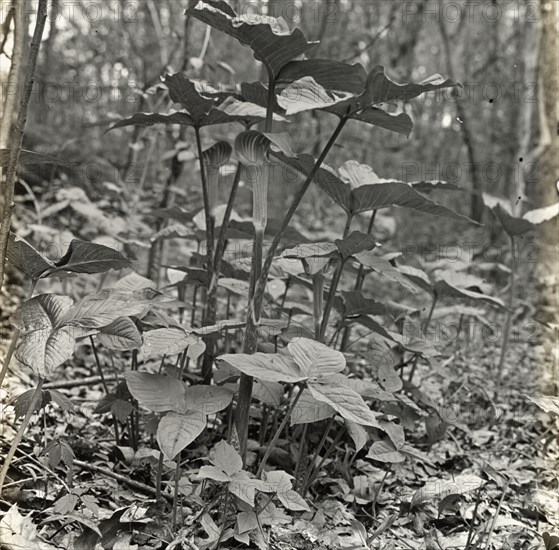 Pine barrens, near Wilmington, North Carolina, 1929. Creator: Frances Benjamin Johnston.