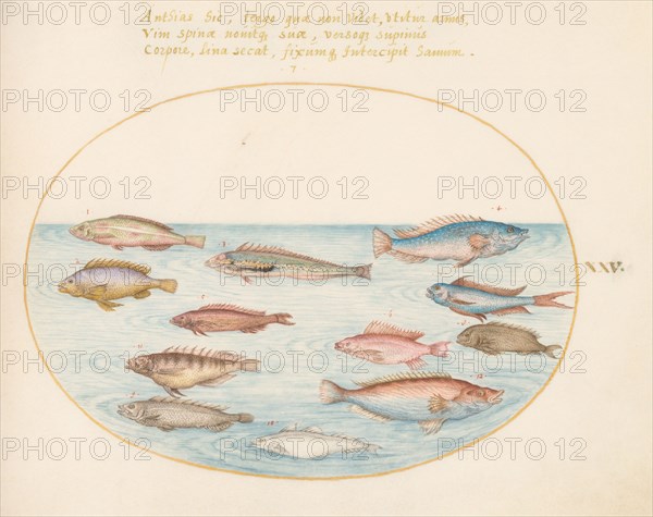 Animalia Aqvatilia et Cochiliata (Aqva): Plate XXV, c. 1575/1580.