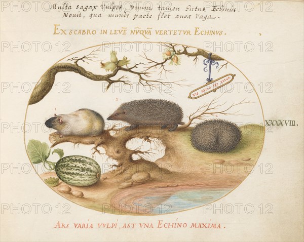 Animalia Qvadrvpedia et Reptilia (Terra): Plate XLVIII, c. 1575/1580.