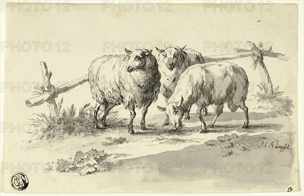 Sheep, n.d.