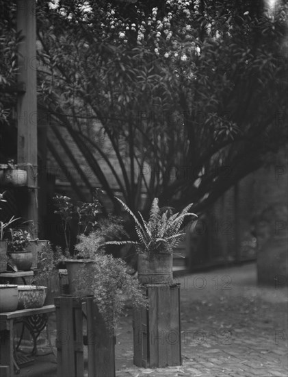 Courtyard, New Orleans, between 1920 and 1926. Creator: Arnold Genthe.