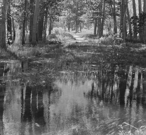 Travel views of Yosemite National Park, between 1903 and 1906. Creator: Arnold Genthe.